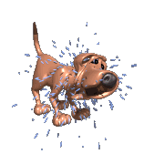 Hond schudt zich uit
